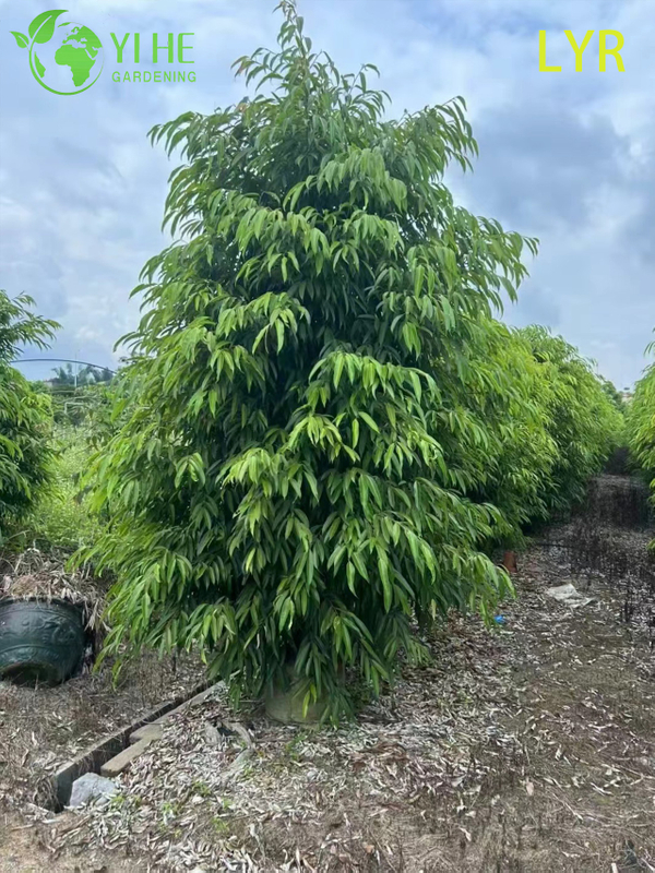 İ&ccedil; Mekan Dış Mekan Peyzaj Bonsai i&ccedil;in İnce Yaprak D&ouml;kmeyen Ficus Amstel King