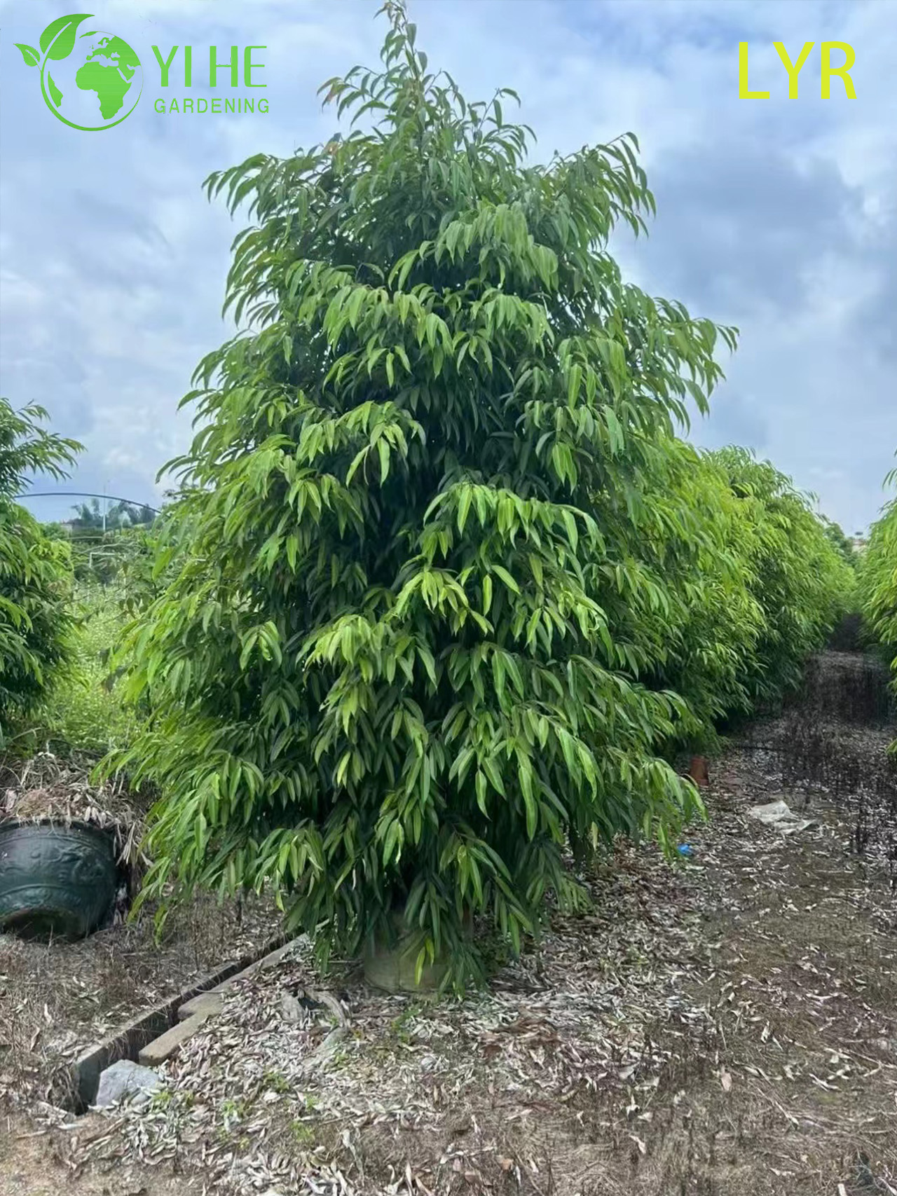 İ&ccedil; Mekan Dış Mekan Peyzaj Bonsai i&ccedil;in İnce Yaprak D&ouml;kmeyen Ficus Amstel King