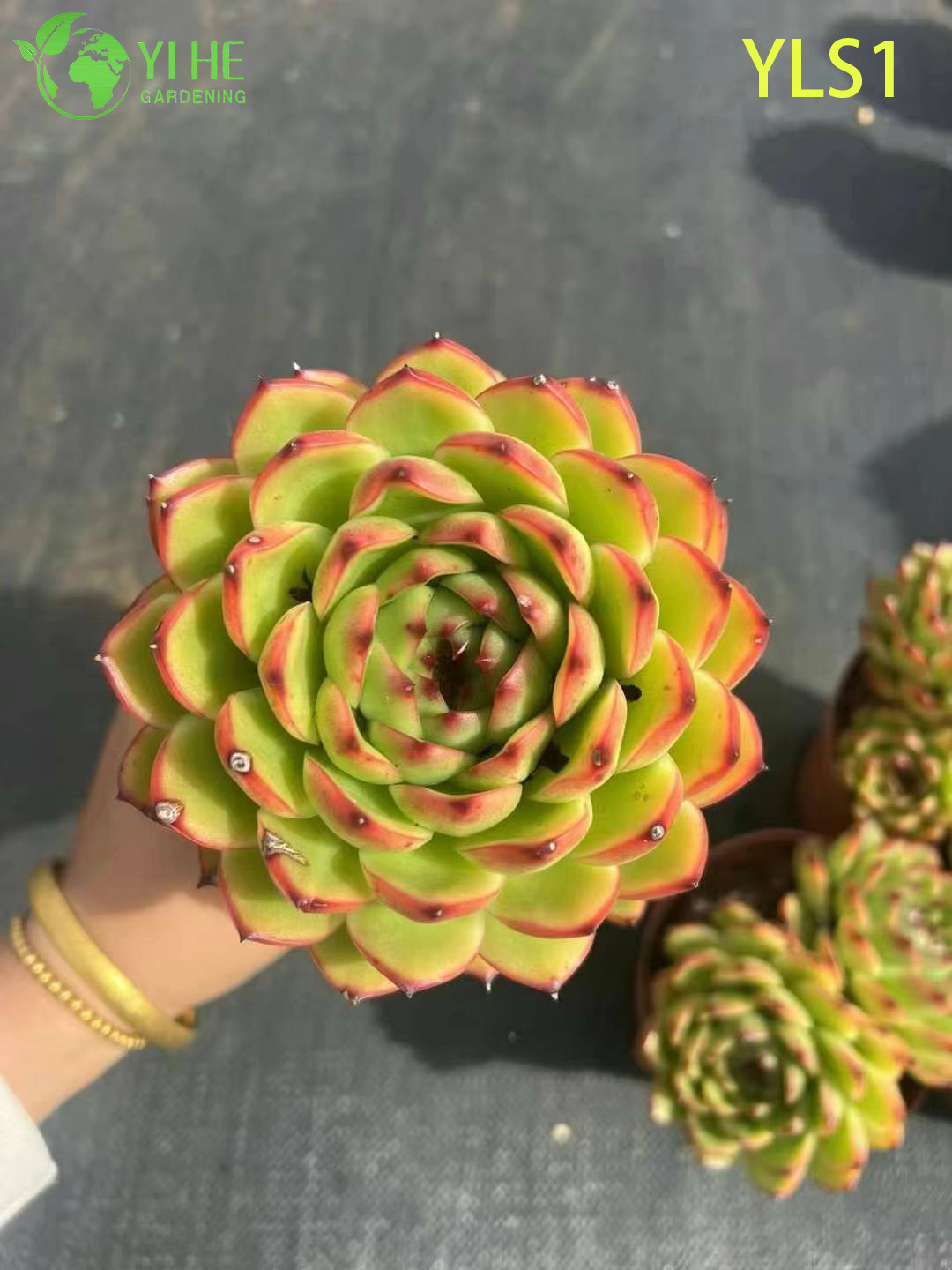 Atacado Echeveria Agavoides Batom Planta Suculenta Viva Bonsai