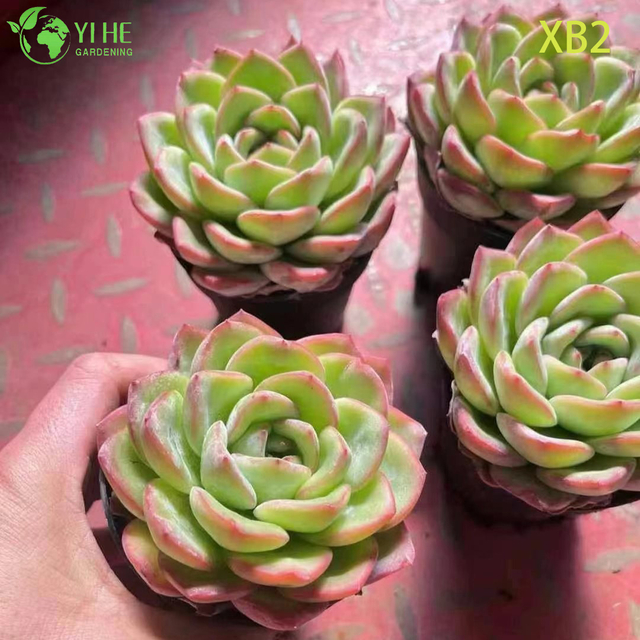 ขายส่ง Echeveria Pink Champagne Live บอนไซไฮบริดเกาหลีฉ่ำ