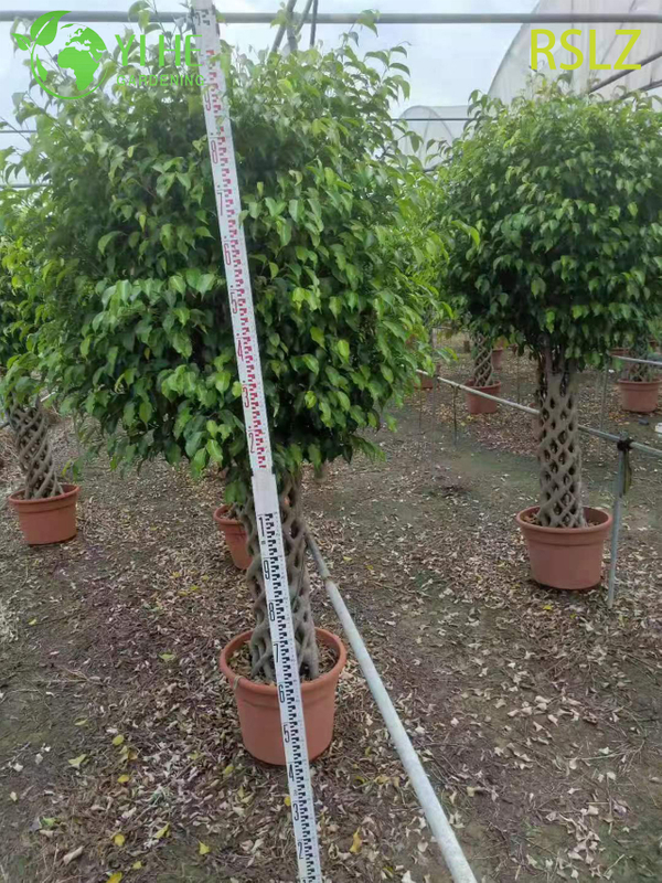 Tkana klatka Ficus, pleciony pień, żywa rzeźba roślinna Bonsai