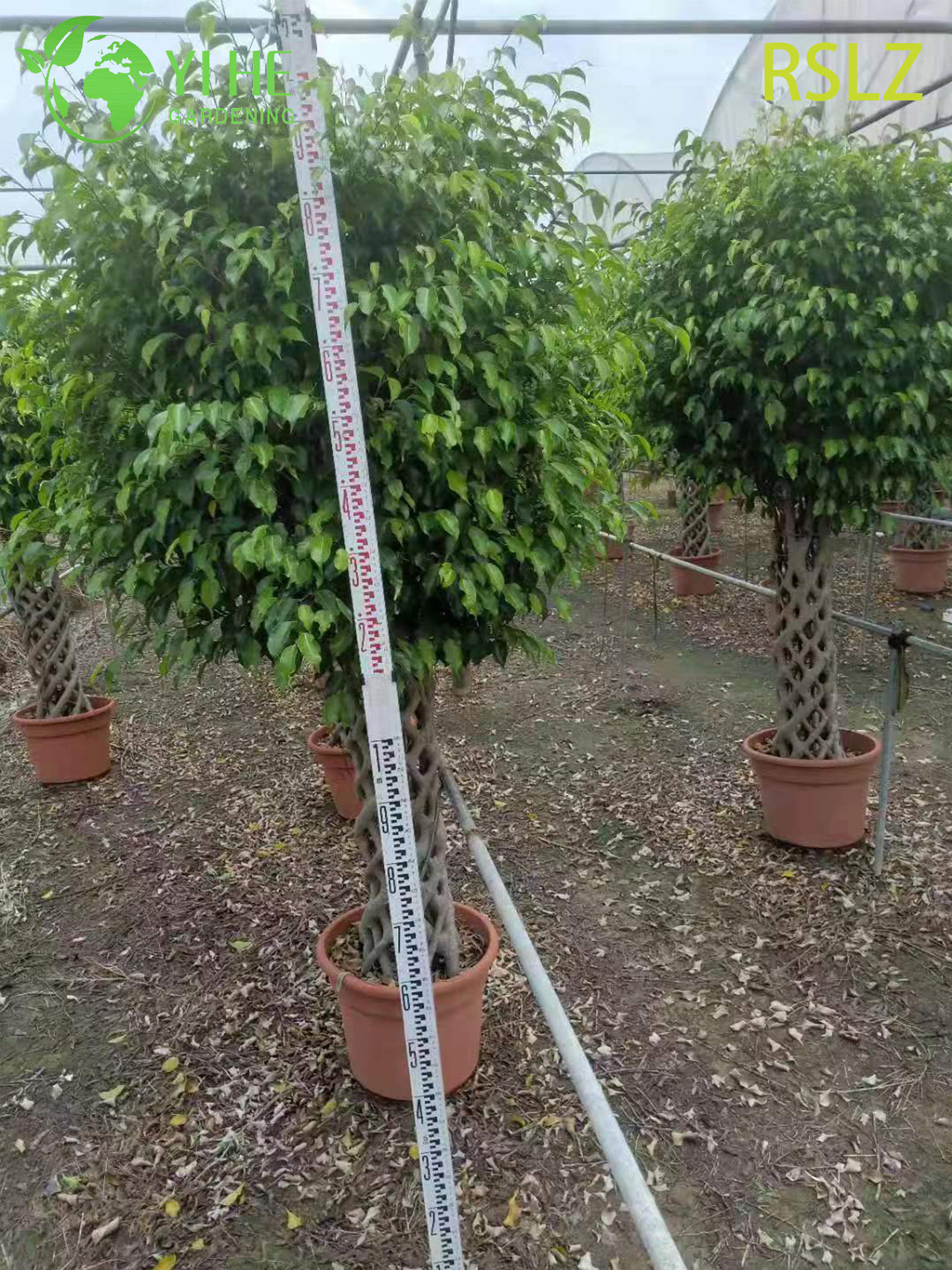 Tkana klatka Ficus, pleciony pień, żywa rzeźba roślinna Bonsai
