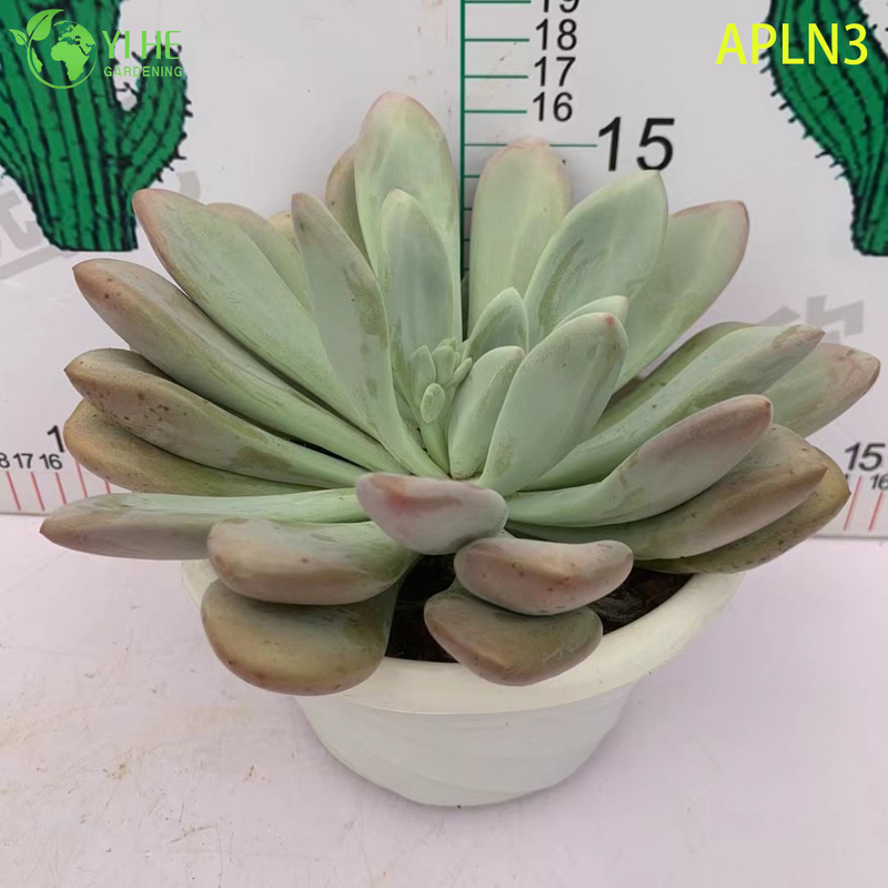 B&aacute;n bu&ocirc;n C&acirc;y cảnh mọng nước trưởng th&agrave;nh m&agrave;u hồng Opalina C&acirc;y cảnh sống