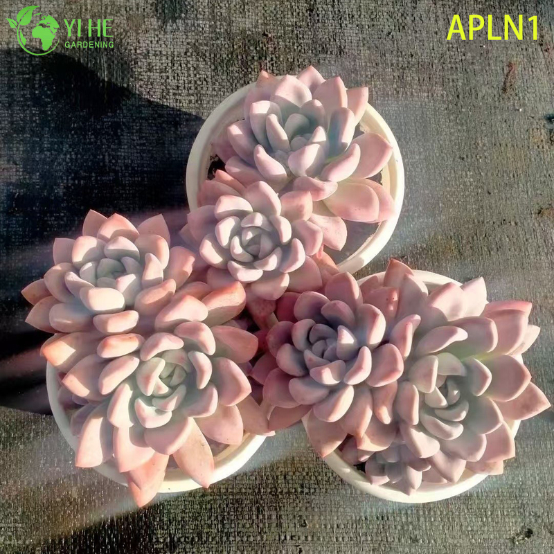 ຂາຍຍົກ Graptoveria Opalina Pastel Pink Live Succulent Rosette Plant Bonsai