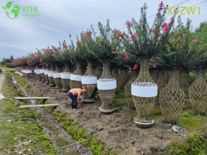 Lagerstroemia parviflora ornamental, árbol topiario en forma de jarrón, planta de decoración de jardín con flores