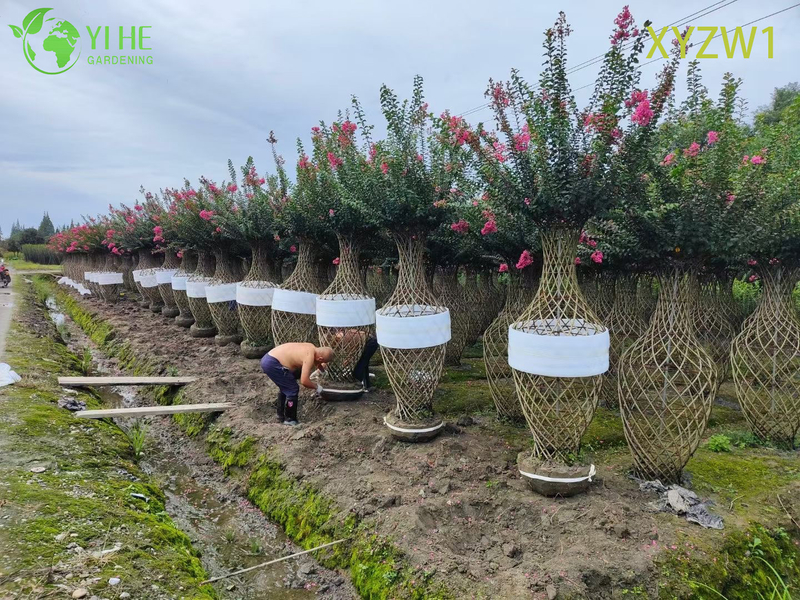 Zierlagerstroemia parviflora, Vasenförmiger Topiary-Baum, blühende Gartendekorpflanze