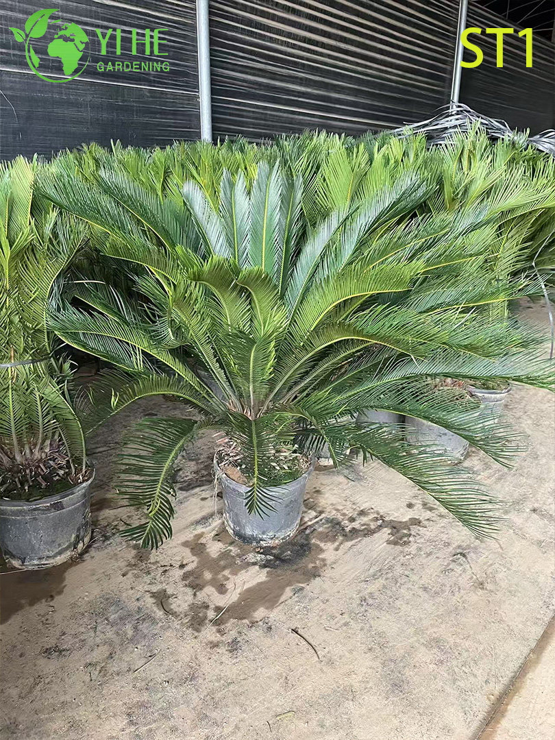 سيكاس ريفولوتا، نخلة ساجو الزينة دائمة الخضرة للنباتات الداخلية والخارجية