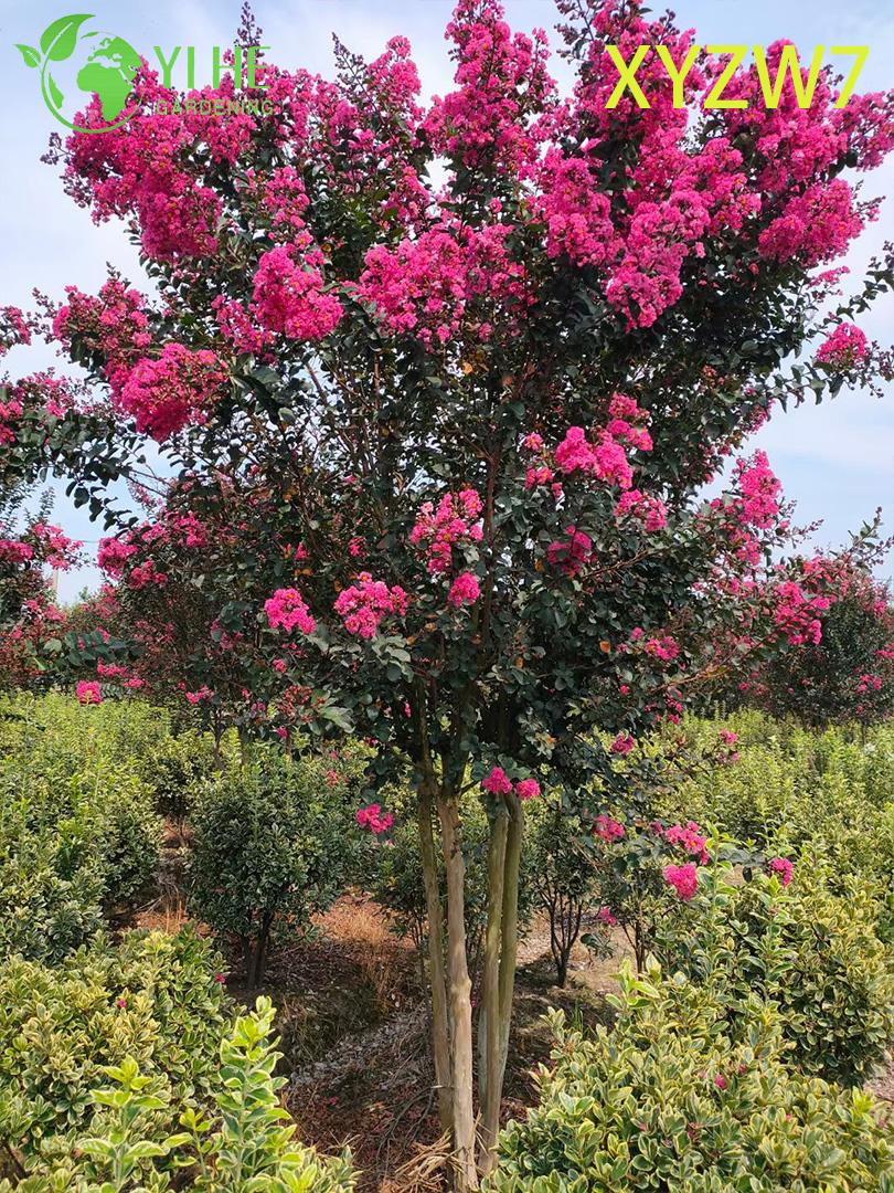Multi - &aacute;rvore de Lagerstroemia do tronco, planta florescente do esp&eacute;cime do jar�im