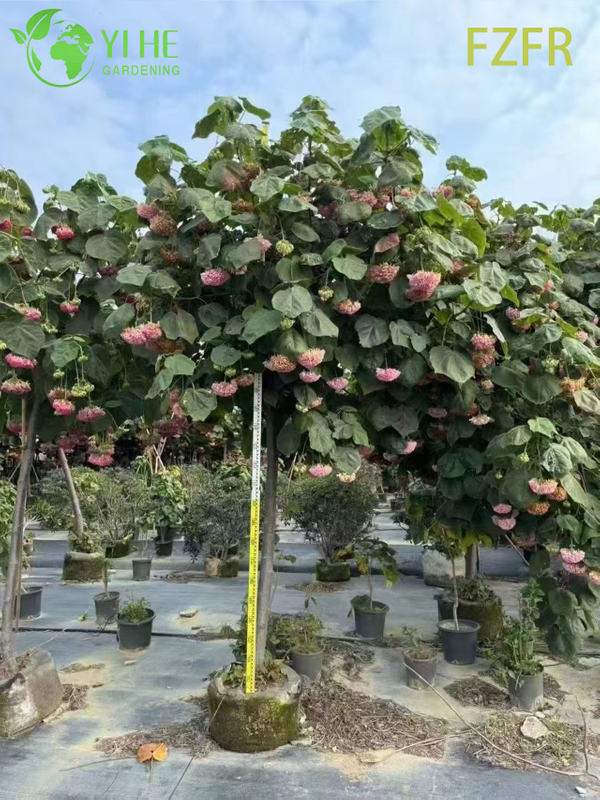 Цветение Dombeya wallichii, декоративное растение африканского тюльпанного кустарника