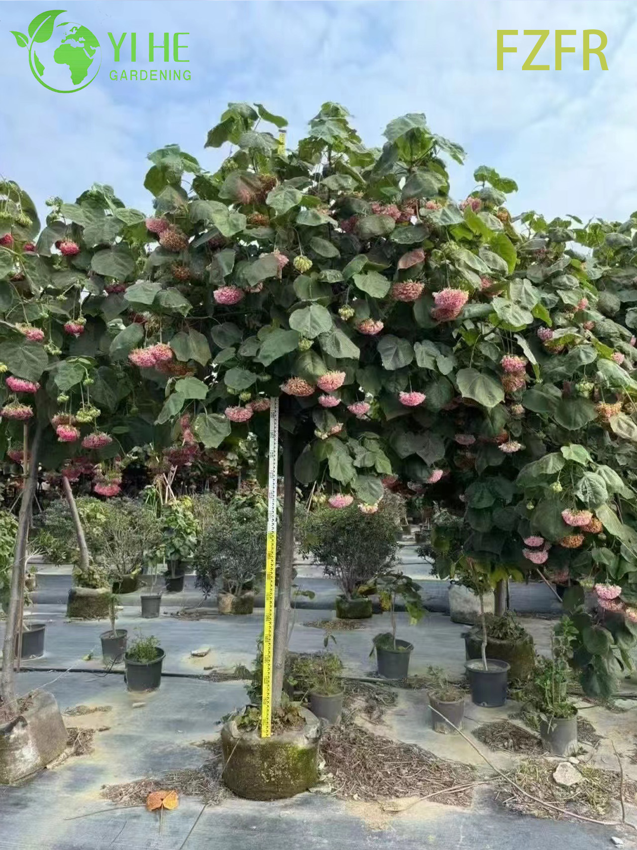 Цветение Dombeya wallichii, декоративное растение африканского тюльпанного кустарника