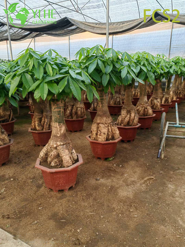Pachira macrocarpa ຂະຫນາດໃຫຍ່ທີ່ມີລໍາຕົ້ນຫນາ, ໃບໄມ້ທີ່ສວຍງາມສໍາລັບການຕົກແຕ່ງ, ຄວາມຈະເລີນຮຸ່ງເຮືອງ - ນໍາຕົ້ນໄມ້ເງິນ.