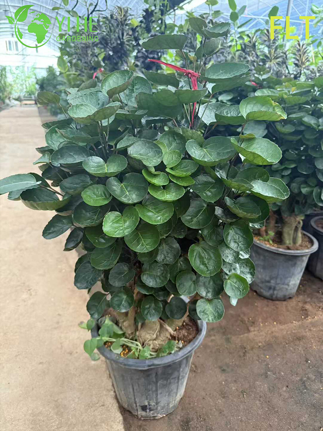Bonsai Polyscias variegato - Pianta ornamentale sempreverde da interno