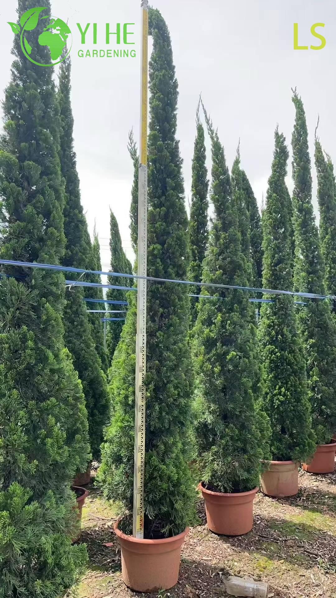 ต้นฝนทองประดับเพื่อการส่งออกขายส่ง