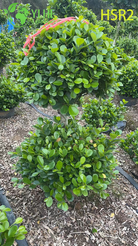 Evergreen Ficus Cone Multi-Ball Pom-Pom Tree សម្រាប់ការរចនាទេសភាព