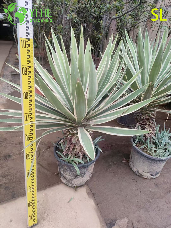 Оптовая архитектурная юкка, живая розетка, ландшафтный дизайн, бонсай