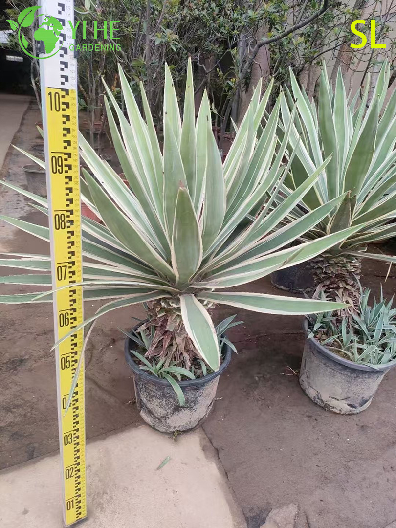 Оптовая архитектурная юкка, живая розетка, ландшафтный дизайн, бонсай