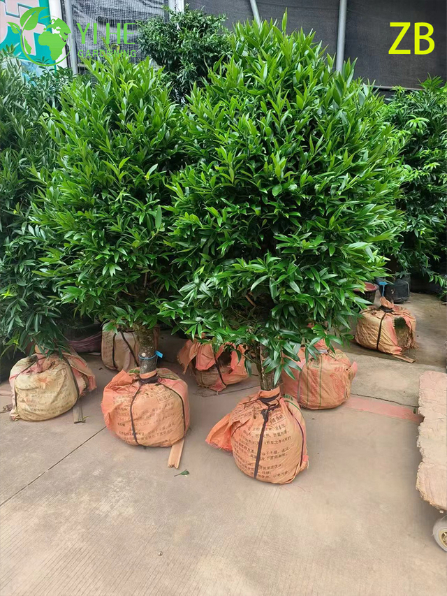 የጅምላ ቡድሂስት ፓይን ፖዶካርፐስ የቀጥታ የ Evergreen ናሙና ዛፍ ቦንሳይ