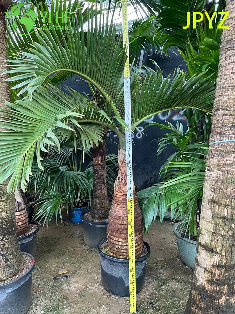 Palma de botella de muestra al por mayor con &aacute;rbol de tronco hinchado &uacute;nico