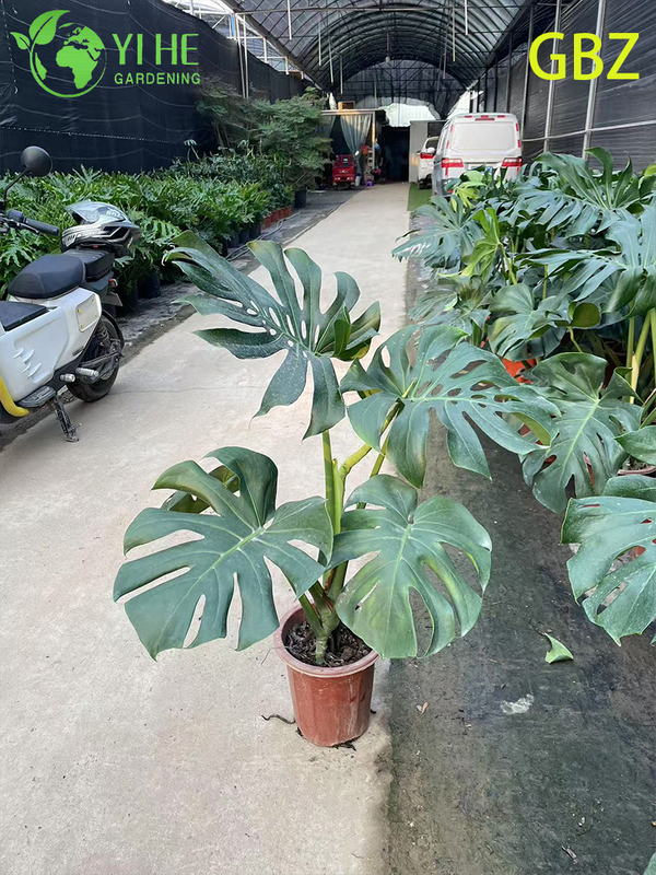 ຕົ້ນໄມ້ປູກຕົ້ນ Monstera Deliciosa ອ່ອນເຂດຮ້ອນ - ອາກາດຂຽວຕະຫຼອດປີ - ເຮັດໃຫ້ສີຂຽວໃນຮົ່ມບໍລິສຸດ
