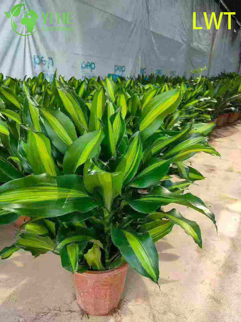 Immergr&uuml;ne bunte Dracaena Deremensis Compacta Gold f&uuml;r die Innendekoration