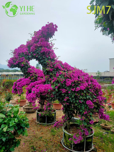 Toptan &Ouml;zel Begonvil Topiary Hayvan Yaşayan Heykel Sanatı Bonsai