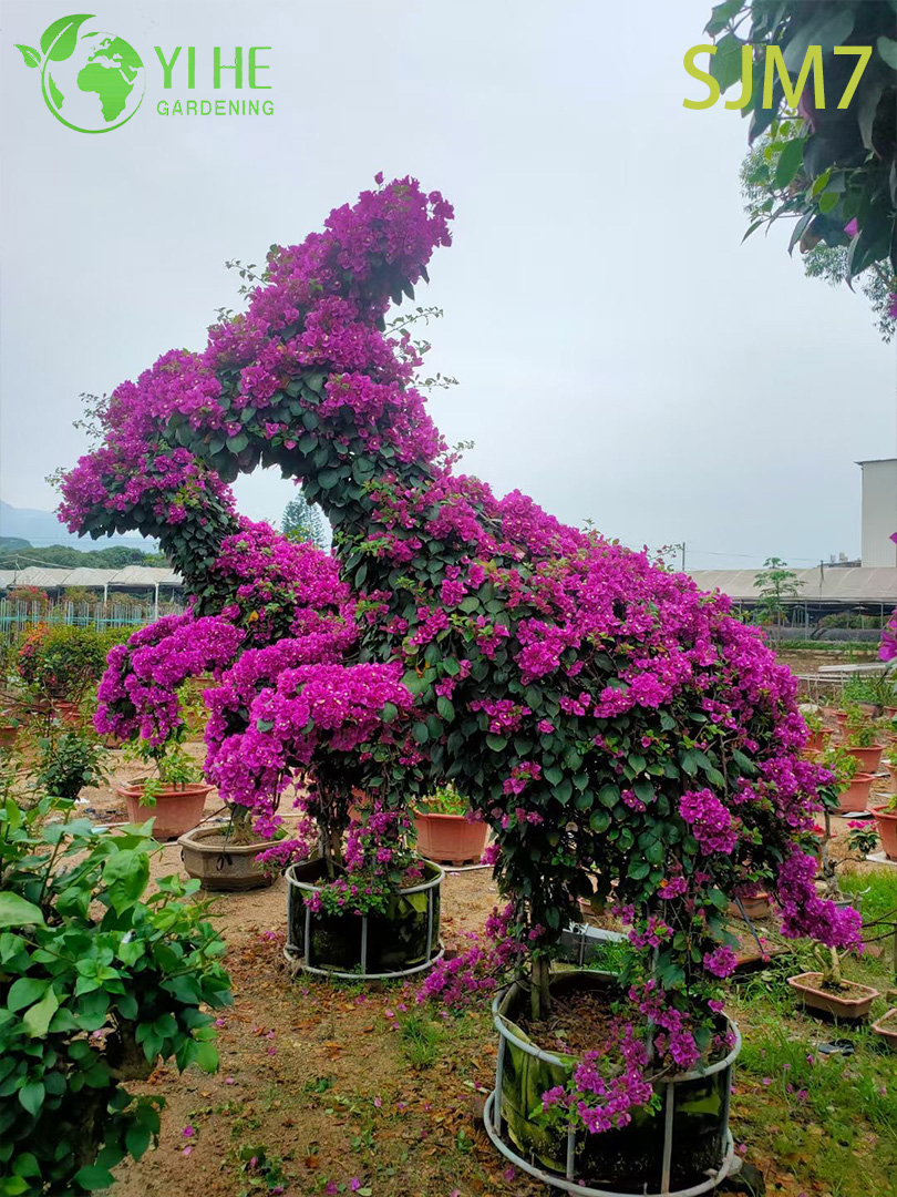 Gro&szlig;handel kundenspezifische Bougainvillea Topiary Tier lebende Skulptur Kunst Bonsai