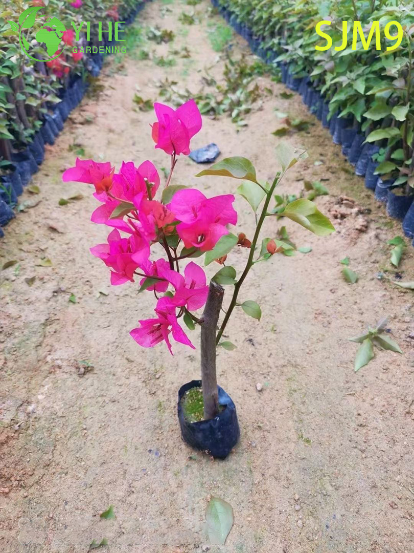Groothandel Bougainvillea Startplanten Jonge Liners voor Kwekerij Bonsai