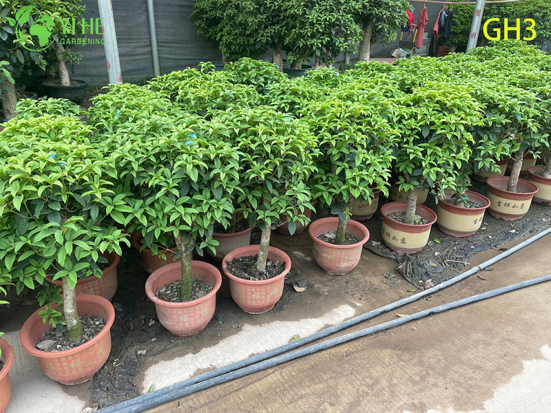 Bonsai di Osmanthus Fragrans in vaso a forma globulare