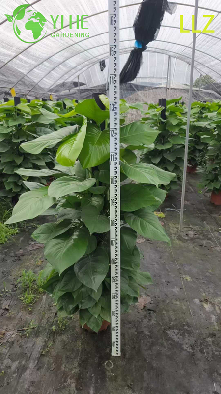 Evergreen Large - Leaf Pothos Pole para planta de purifica&ccedil;&atilde;o de ar interna