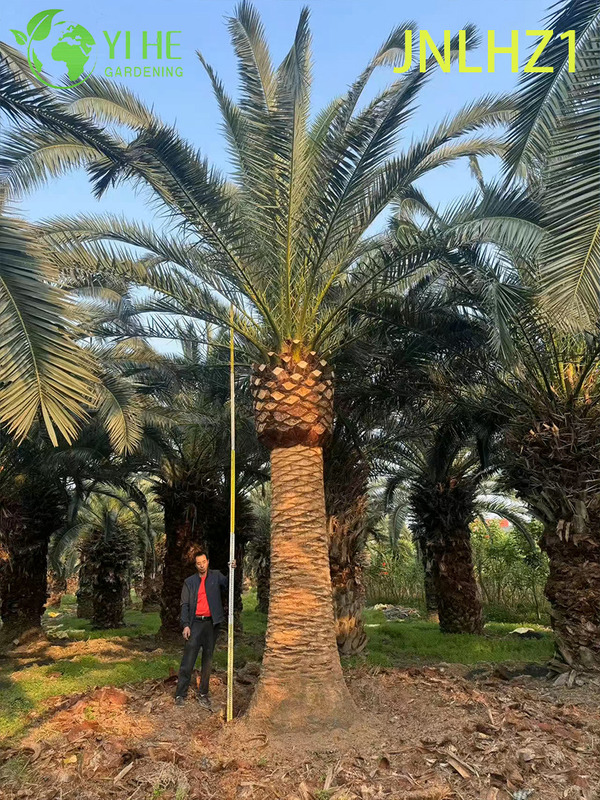 Kanarische Dattelpalme (Phoenix Canariensis) im Gro&szlig;handel – gro&szlig;e, winterharte Palmen