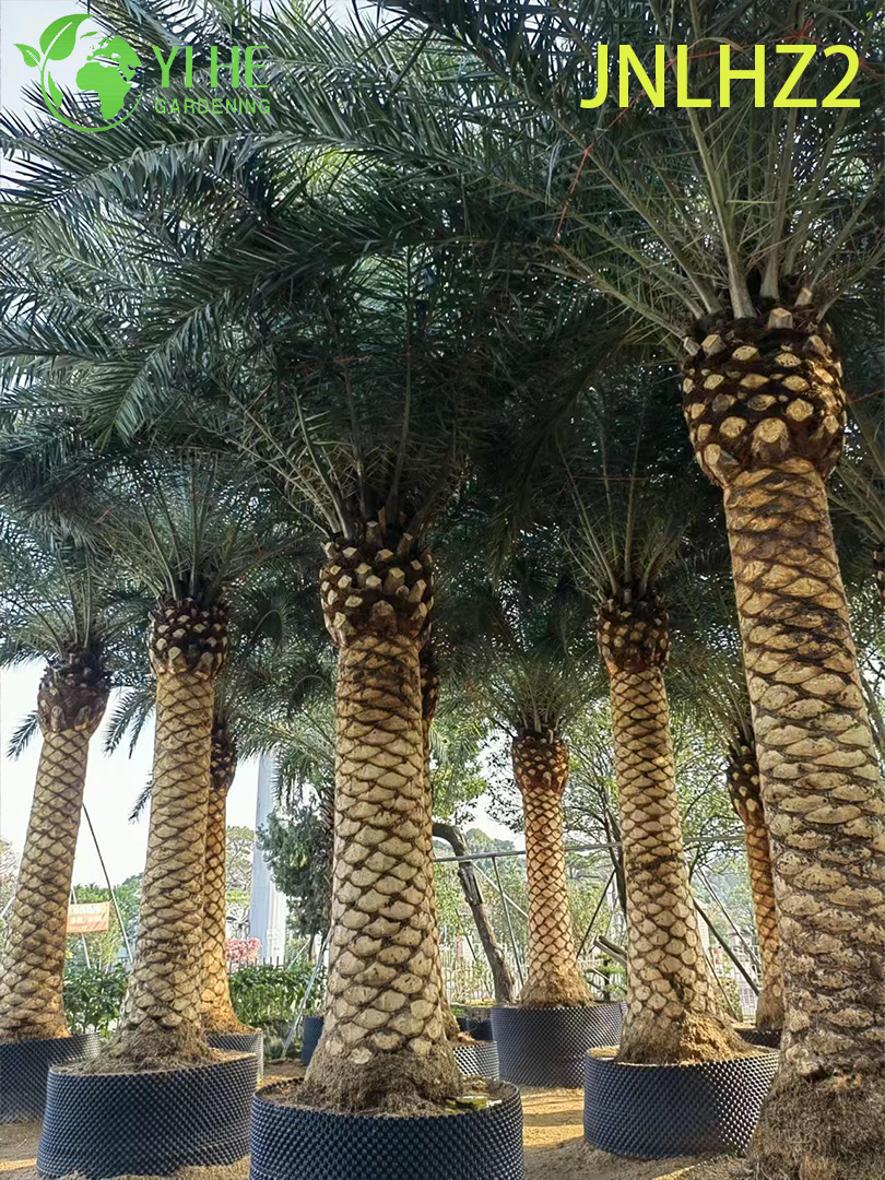 Kanarische Dattelpalme (Phoenix Canariensis) im Gro&szlig;handel – gro&szlig;e, salztolerante, winterharte Palmen