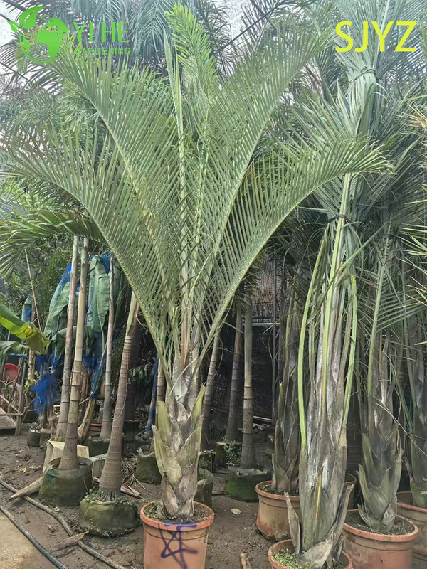 Palma Triangular (Dypsis Decaryi) Al Por Mayor - Palmas Ornamentales De Hoja Perenne