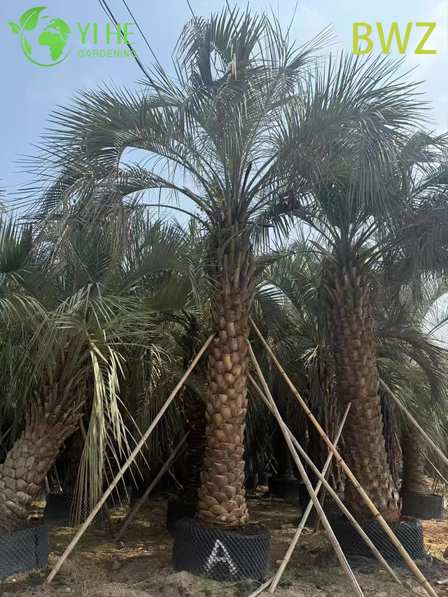 Winterharte Butia Capitata (Pindo-Palme) im Großhandel – immergrüne Freilandpalmen