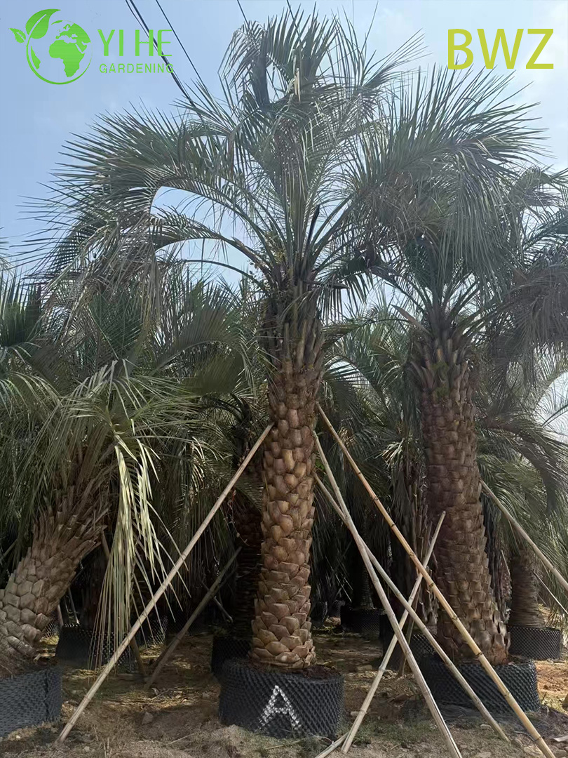 Vente en gros de Butia Capitata (palmier Pindo) r&eacute;sistant au froid - Palmiers d'ext&eacute;rieur &agrave; feuilles persistantes