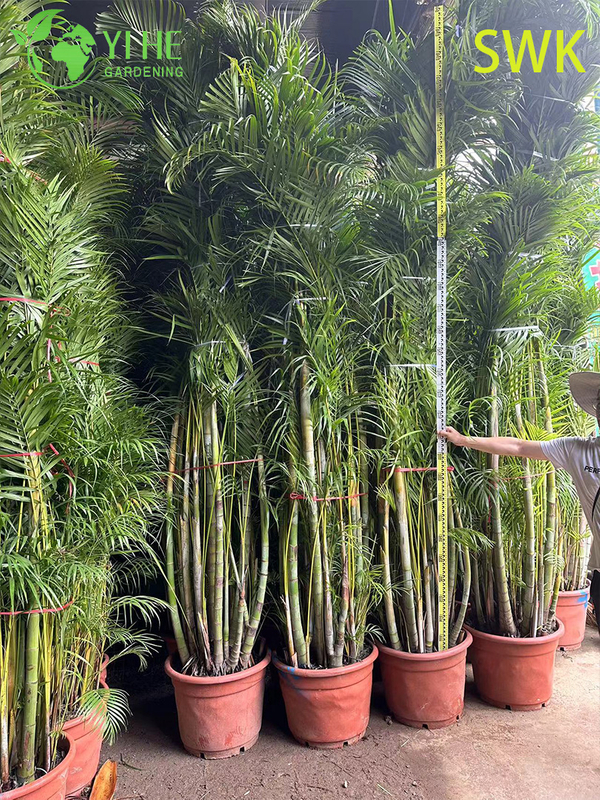 Chrysalidocarpus lutescens Tropische immergr&uuml;ne Palme f&uuml;r die Dekoration im Innen- und Au&szlig;enbereich