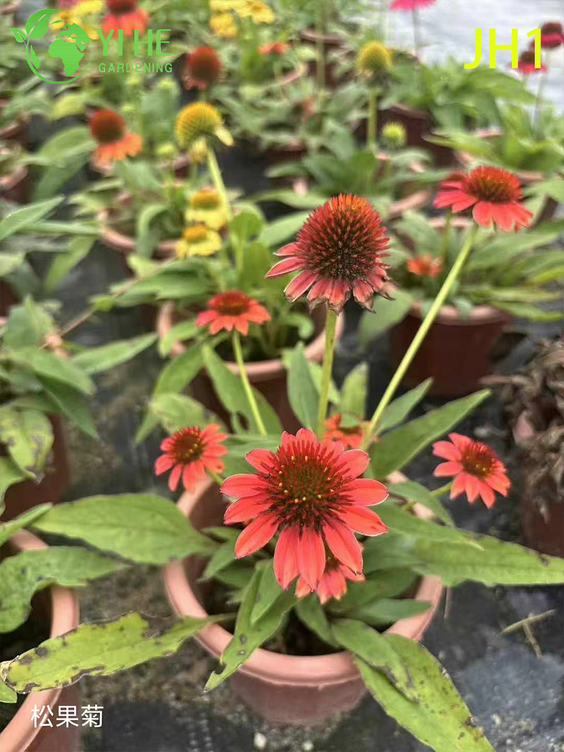 इनडोर आउटडोर मौसमी पुष्प सजावट के लिए थोक गुलदाउदी के पौधे