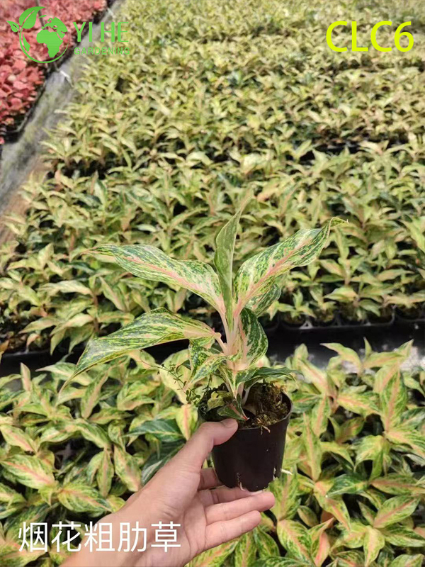 Toptan Aglaonema Bitkileri - Ev Ofis Dekorasyonu i&ccedil;in İ&ccedil; Mekan Tropikal Yeşillik