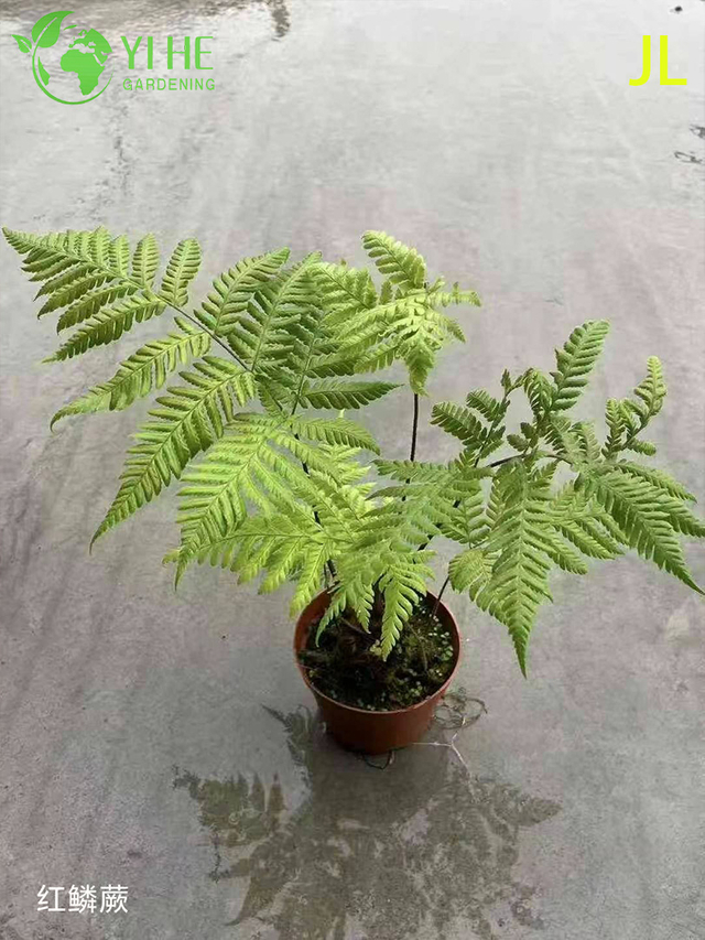 Venta al por mayor de plantas en macetas de helechos para decoraci&oacute;n de follaje de jard&iacute;n de sombra para interiores y exteriores