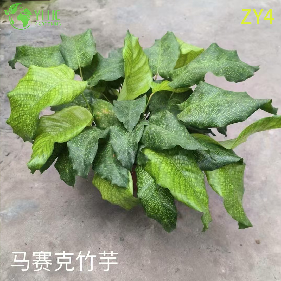 Gro&szlig;handel mit tropischen Calathea-Pflanzen f&uuml;r Innendekoration und gewerbliche Landschaftsgestaltung