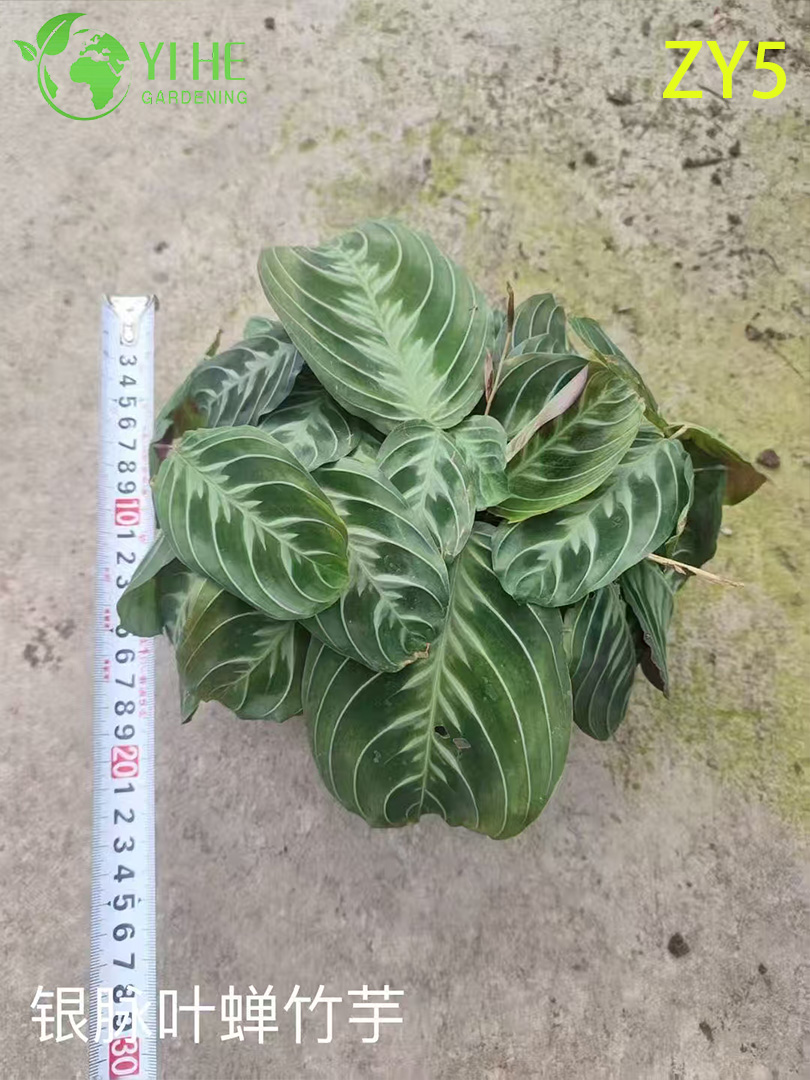 Premium Toptan Calathea Bitkileri - İ&ccedil; Mekan/Dış Mekan Dekorasyonu i&ccedil;in Tropikal Yeşillik