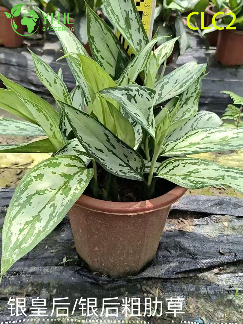 Piante di Aglaonema variegate di alta qualit&agrave; per l'esportazione all'ingrosso