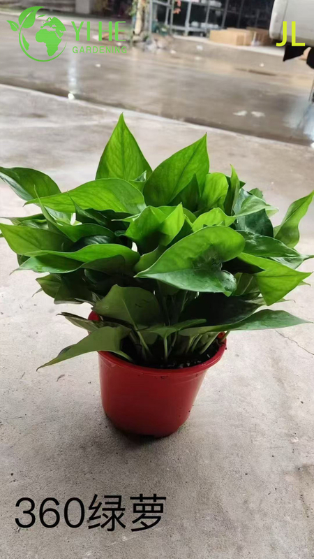 Оптовые горшечные растения Epipremnum Aureum для подвесного декора для очистки воздуха в помещении