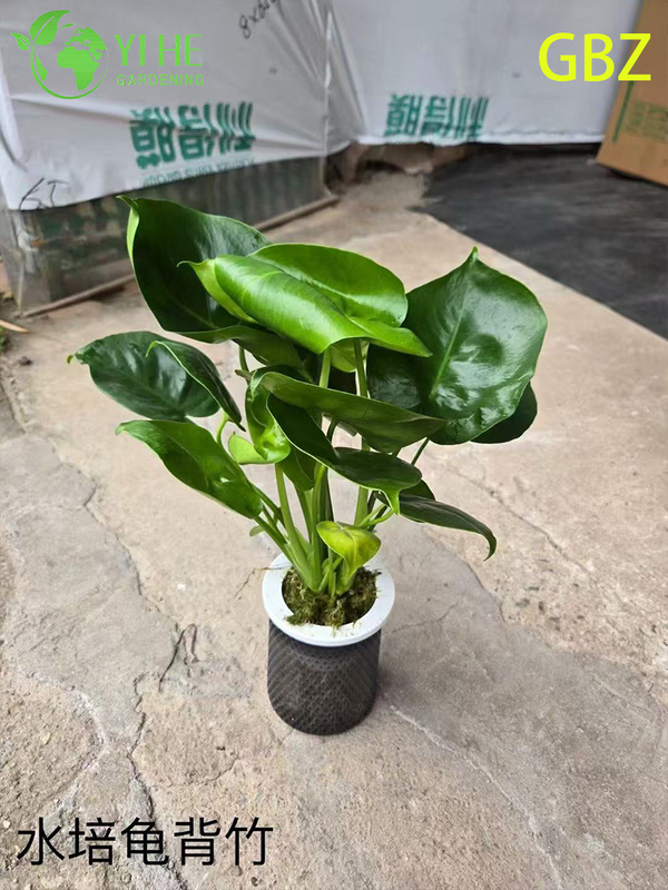Groothandel Monstera Deliciosa potplanten voor binnendecoratie met groot blad