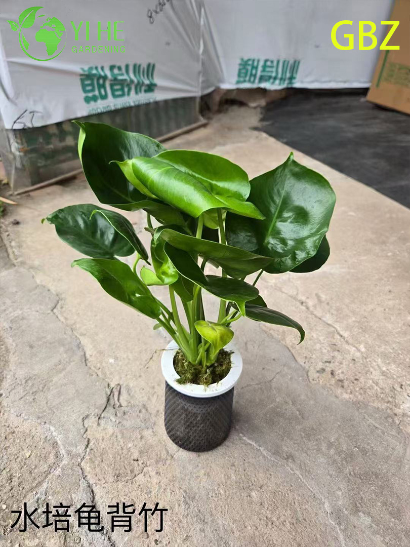 Groothandel Monstera Deliciosa potplanten voor binnendecoratie met groot blad