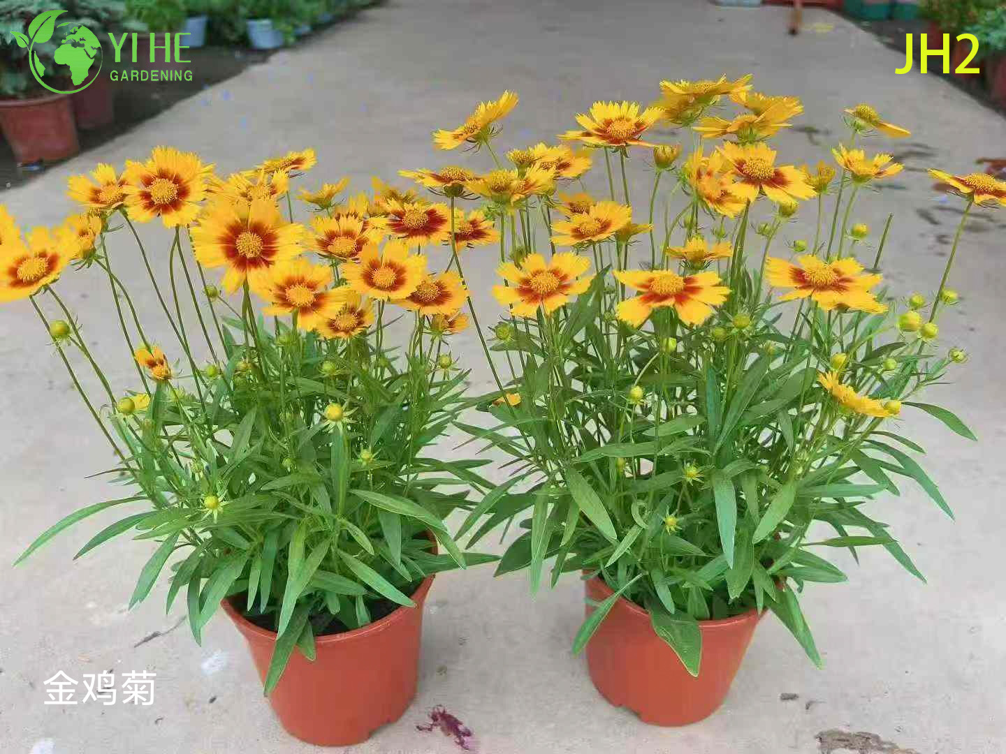 Venta al por mayor de flores de crisantemo - Coloridas plantas ornamentales en maceta reci&eacute;n cortadas