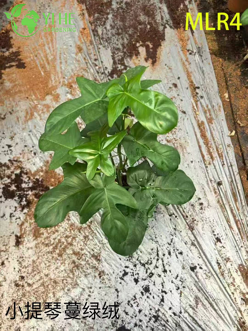 Piante di filodendro all'ingrosso - Vegetazione decorativa con fogliame lussureggiante per interni ed esterni