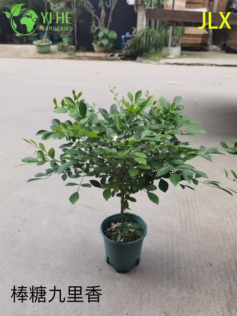 نباتات Murraya Paniculata المُحفوظة بوعاء للبيع بالجملة لتزيين الزهور العطرة في الأماكن المغلقة والخارجية