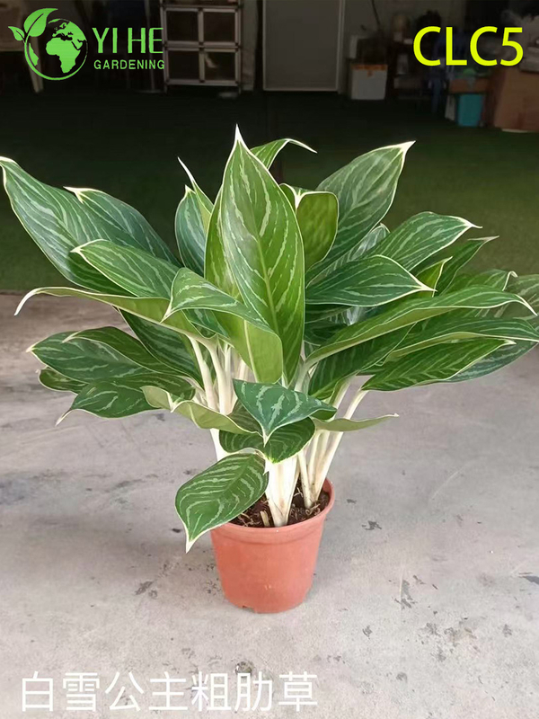 Toptan Aglaonema Bitkileri - Ev ve Ofis i&ccedil;in Canlı Yapraklı İ&ccedil; Mekan Dekoratif Yeşillik