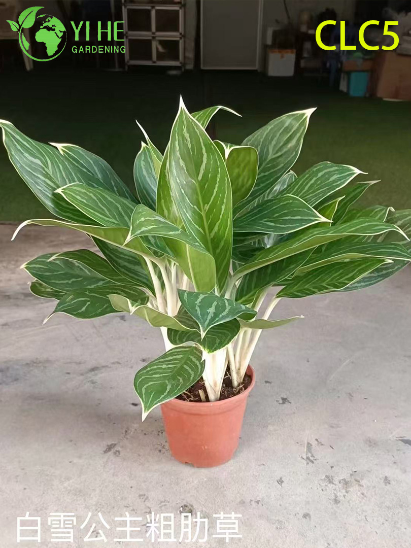 Toptan Aglaonema Bitkileri - Ev ve Ofis i&ccedil;in Canlı Yapraklı İ&ccedil; Mekan Dekoratif Yeşillik