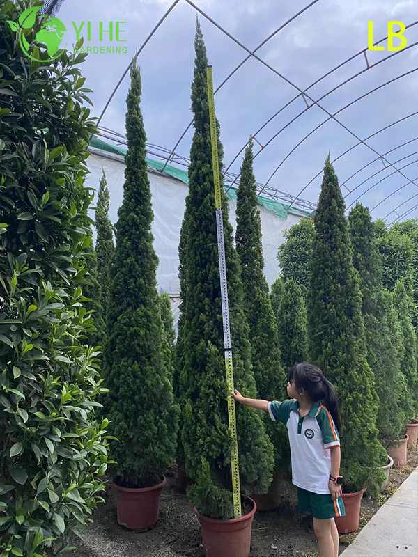 Bonsai ornamentale maturo Sabina chinensis (Kaizuca) per la decorazione del giardino